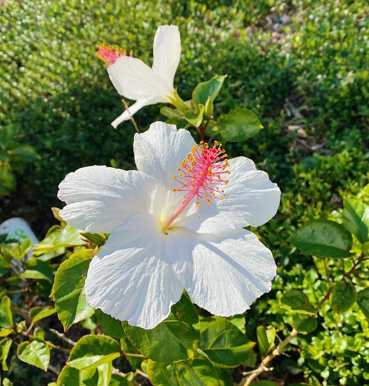 White (White Hibiscus) seeds for planting in home garden