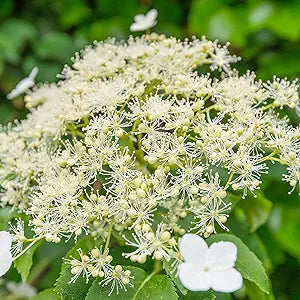 Hydrangea Bonsai Seeds for Vibrant Home Garden Blooms