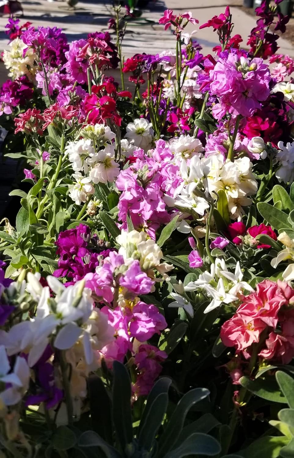 Matthiola Incana Multi-Colour Flower seeds for Planting - Vibrant Colors, Heirloom & GMO Free Seeds for Home Garden
 
 Sale seeds for planting in home garden