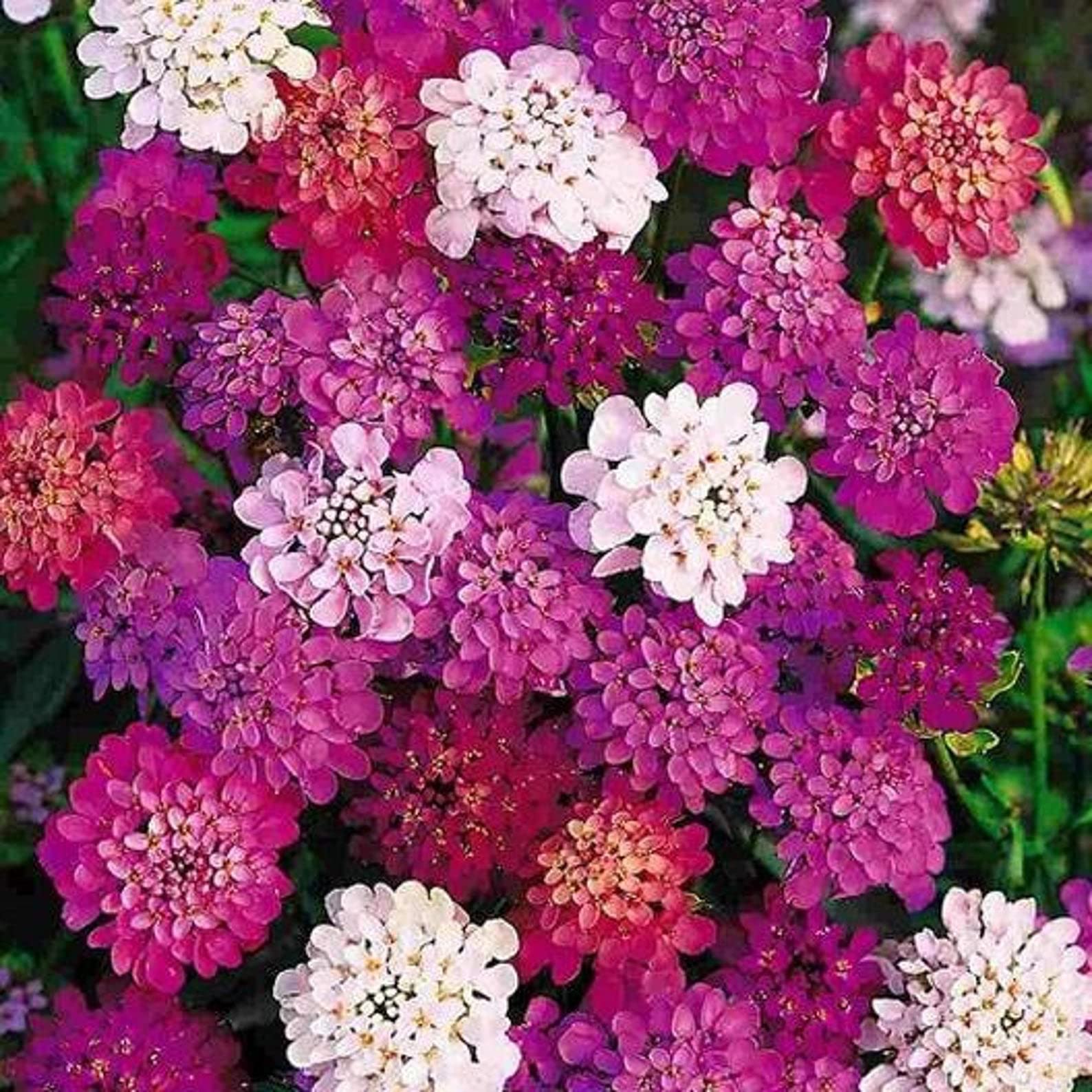 Fairyland Candytuft Iberis umbellata for planting in flower bed