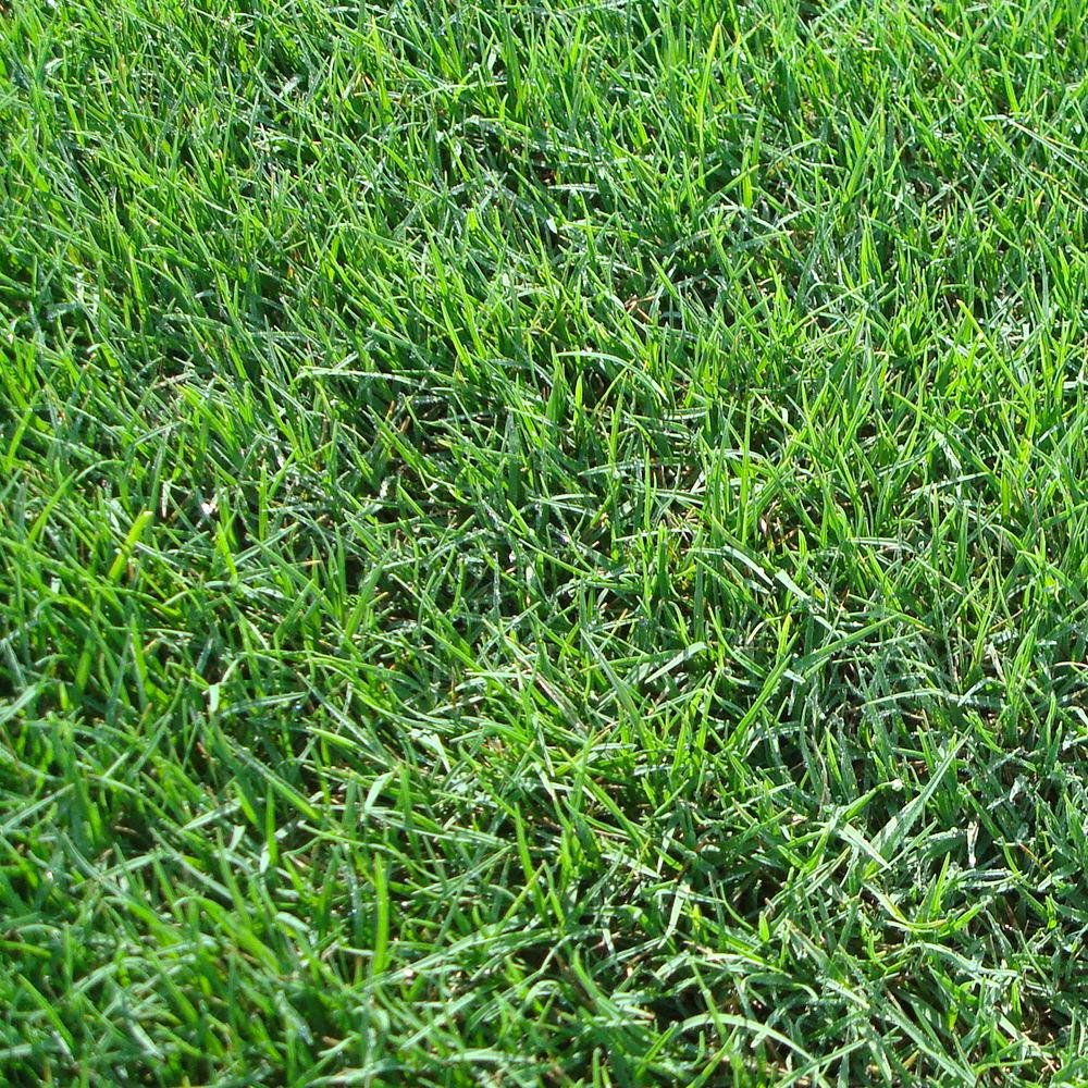 Bermuda Grass Cynodon dactylon for planting in lawn
