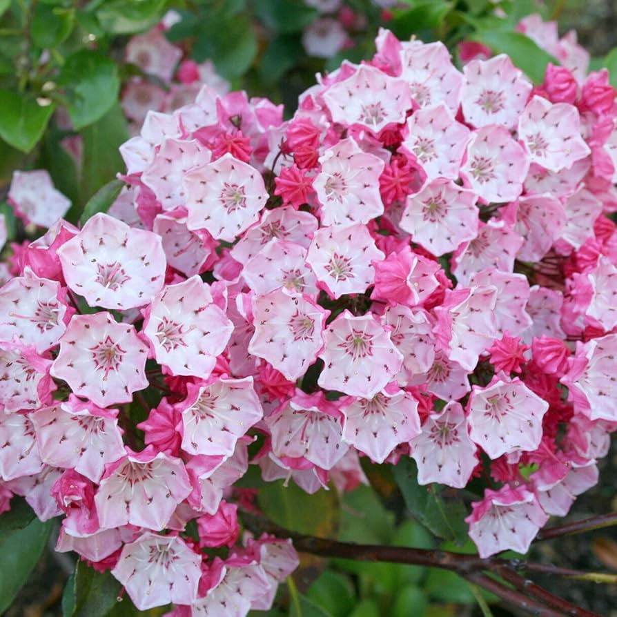 Mountain Laurel Kalmia latifolia seeds for woodland garden planting