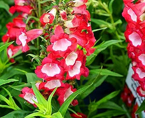 Penstemon Penstemon spp. for planting in flower bed