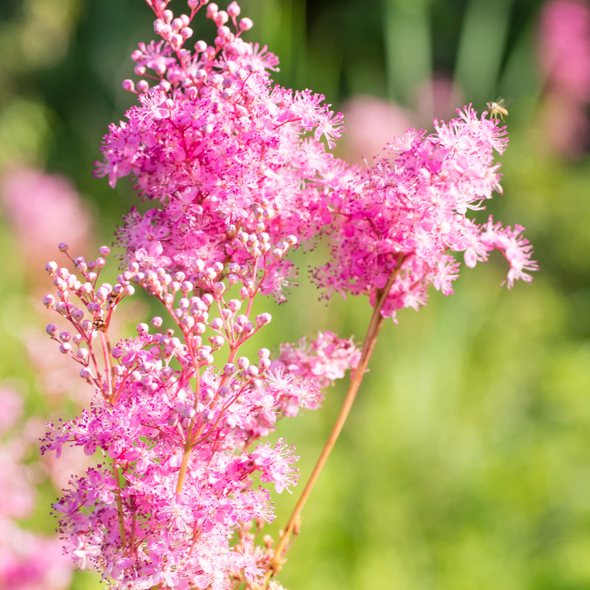 Prairie Filipendula Rubra Filipendula for planting in meadow garden