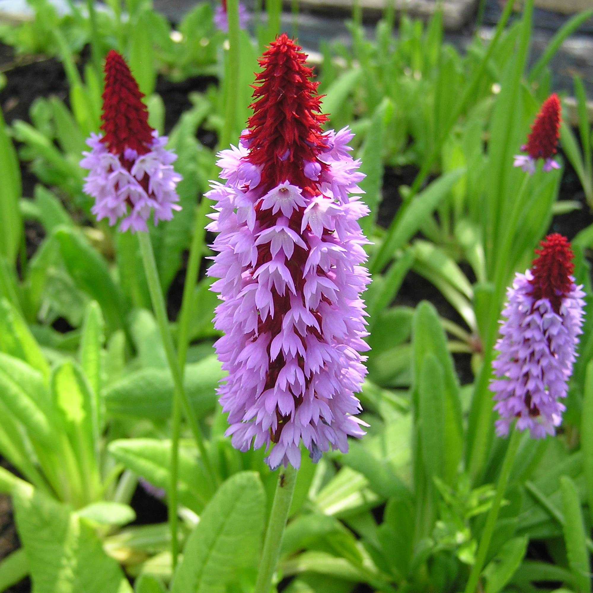 Orchid Primrose Primula spp. for planting in flower bed