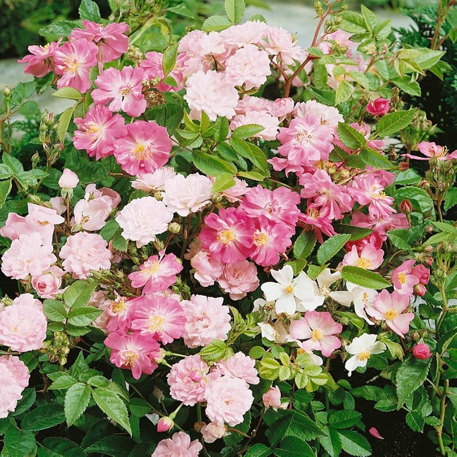 Rosa Chinensis Flower Seeds
