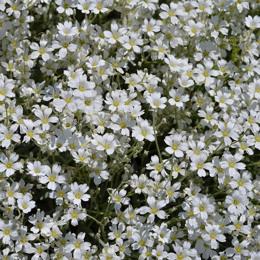 White Flower Seeds Breath of the Creeping Child