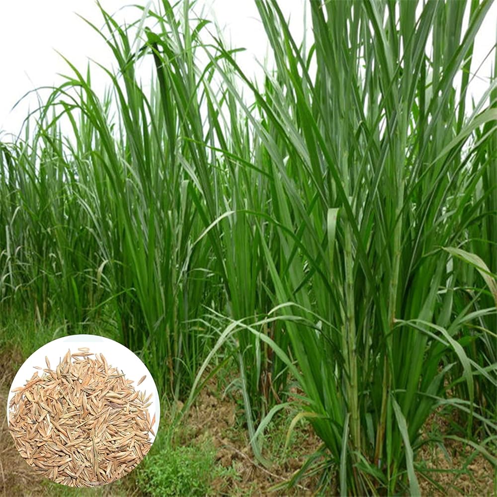 Setaria ifolia Grass for planting in garden