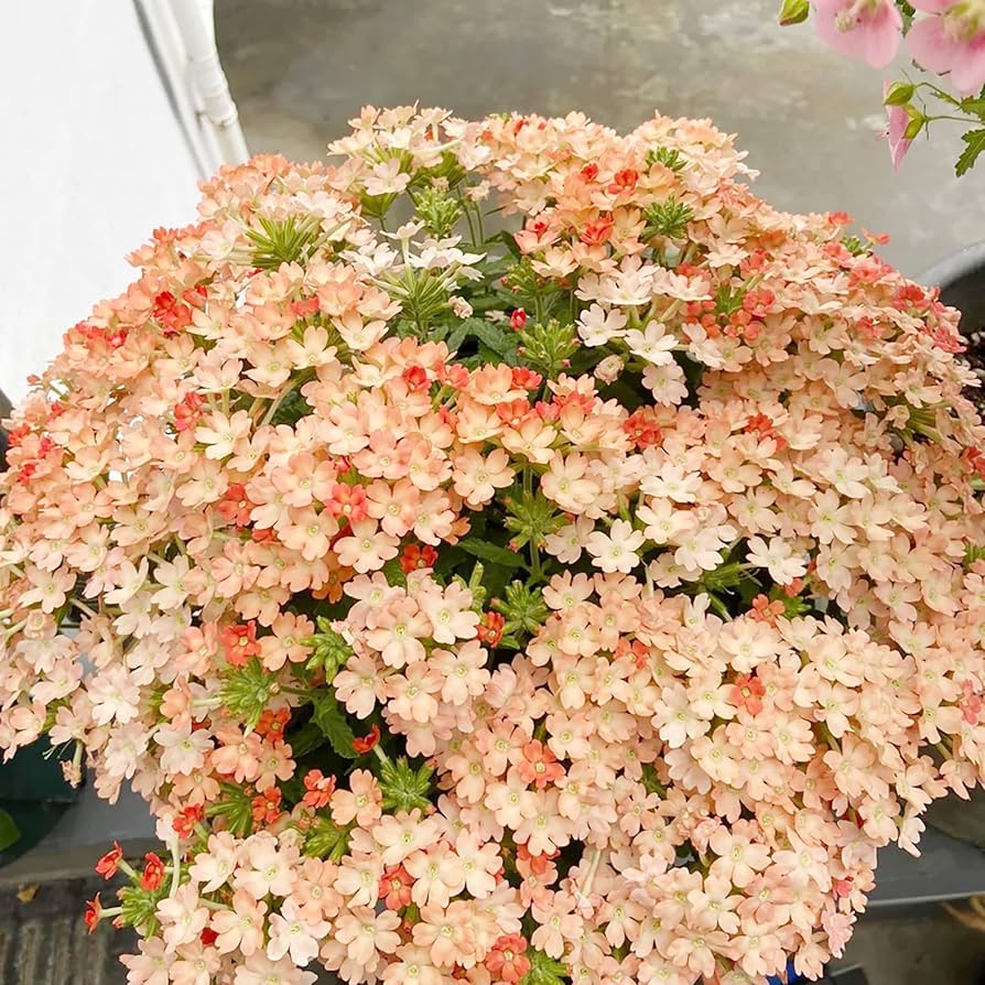 Verbena Peaches and Cream Perennial Flower Seeds for elegant blooms