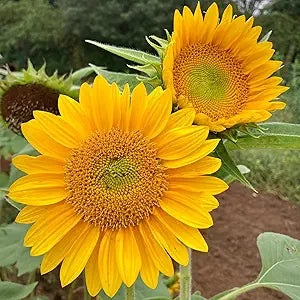 Sunrich Gold Sunflower Seeds - Premium Planting For Vibrant Gardens Plant Seeds