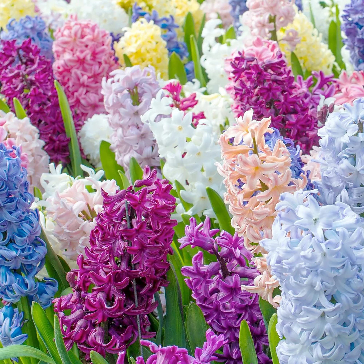 MultiColour Hyacinthus Orientalis Flower seeds for Planting Premium Quality Heirloom & GMO Free Seeds for Home Garden 
 
 Sale seeds for home garden planting