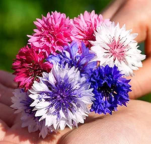 Centaurea Flower Centaurea cyanus for planting in flower bed