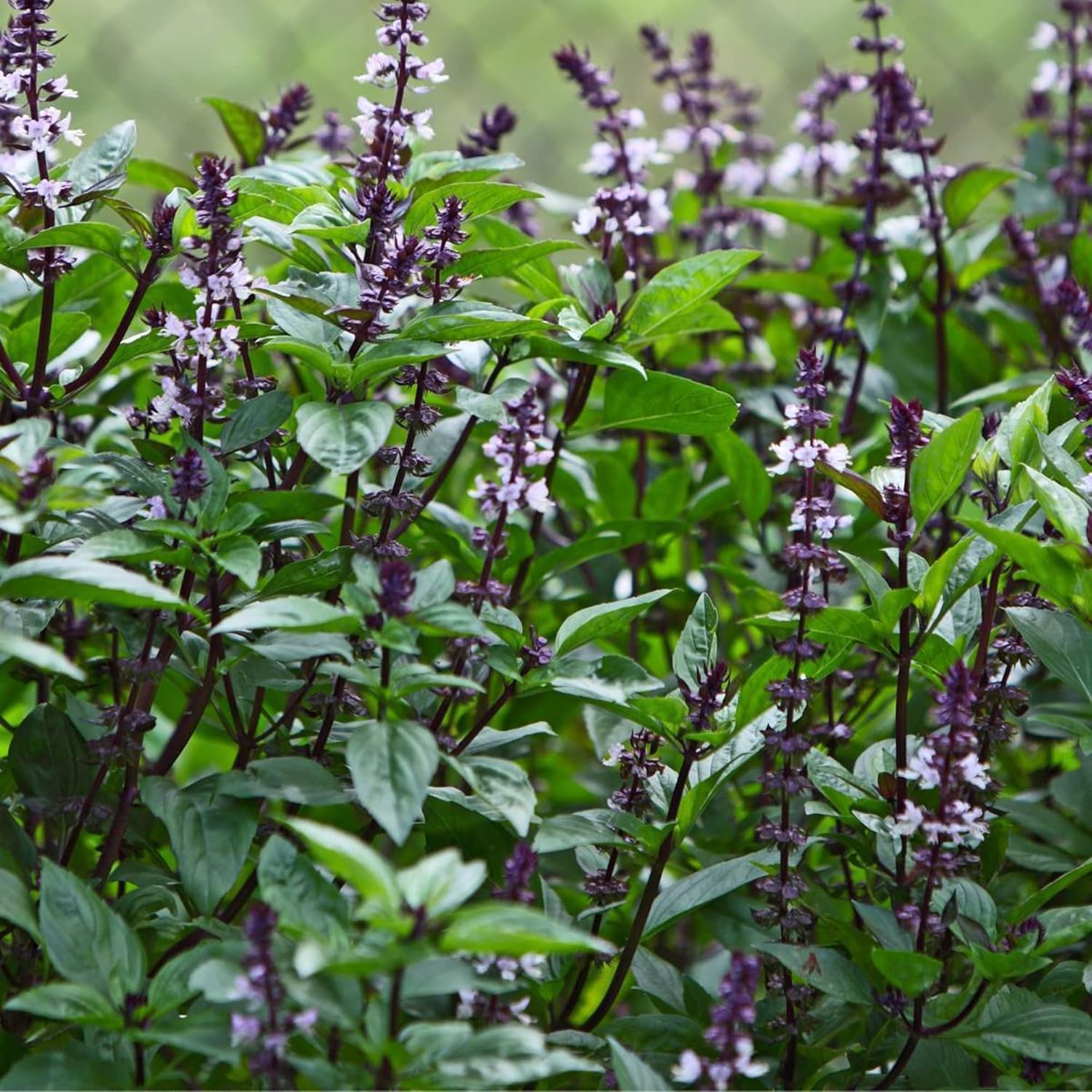 Blue Spice Basil Seeds African Strong Aroma For Cooking Ornamental Attract Pollinators Perennial