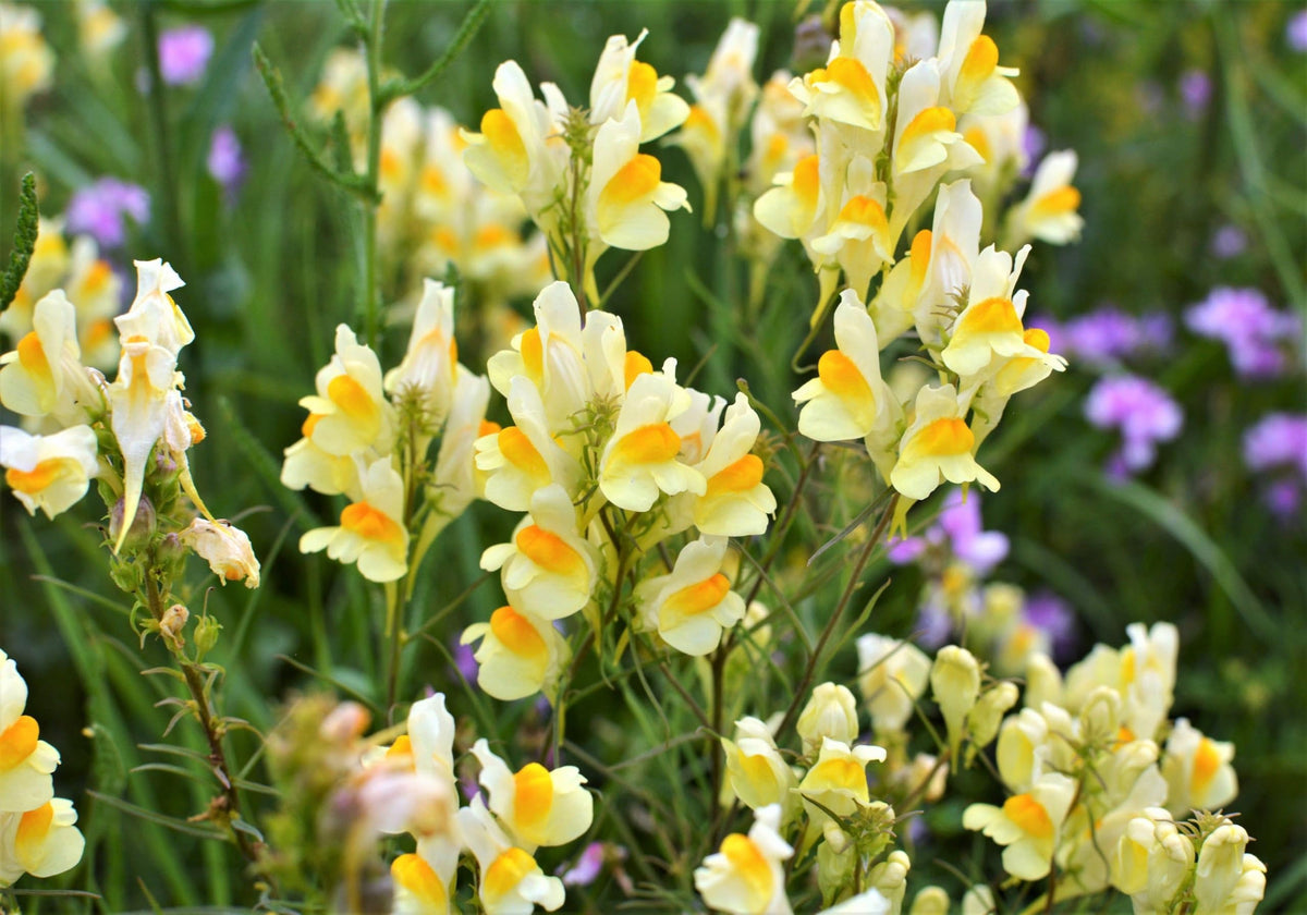 Oldfield Toadflax Flower seeds for Planting - Garden Favorite, Heirloom & GMO Free Seeds for Home Garden
 
 Sale seeds for planting in home garden