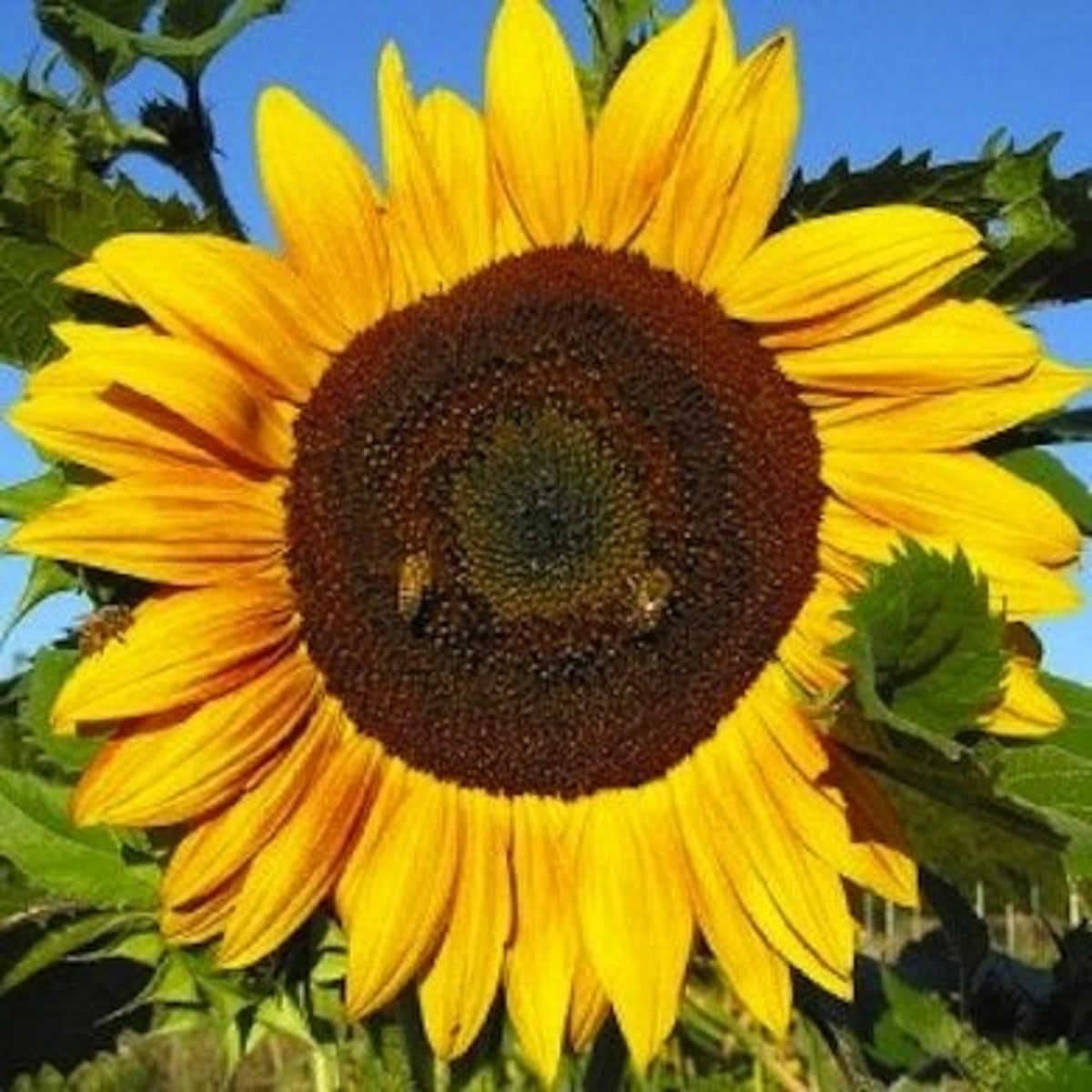 Sunzilla (Sunzilla SunFlower) seeds for planting in home garden