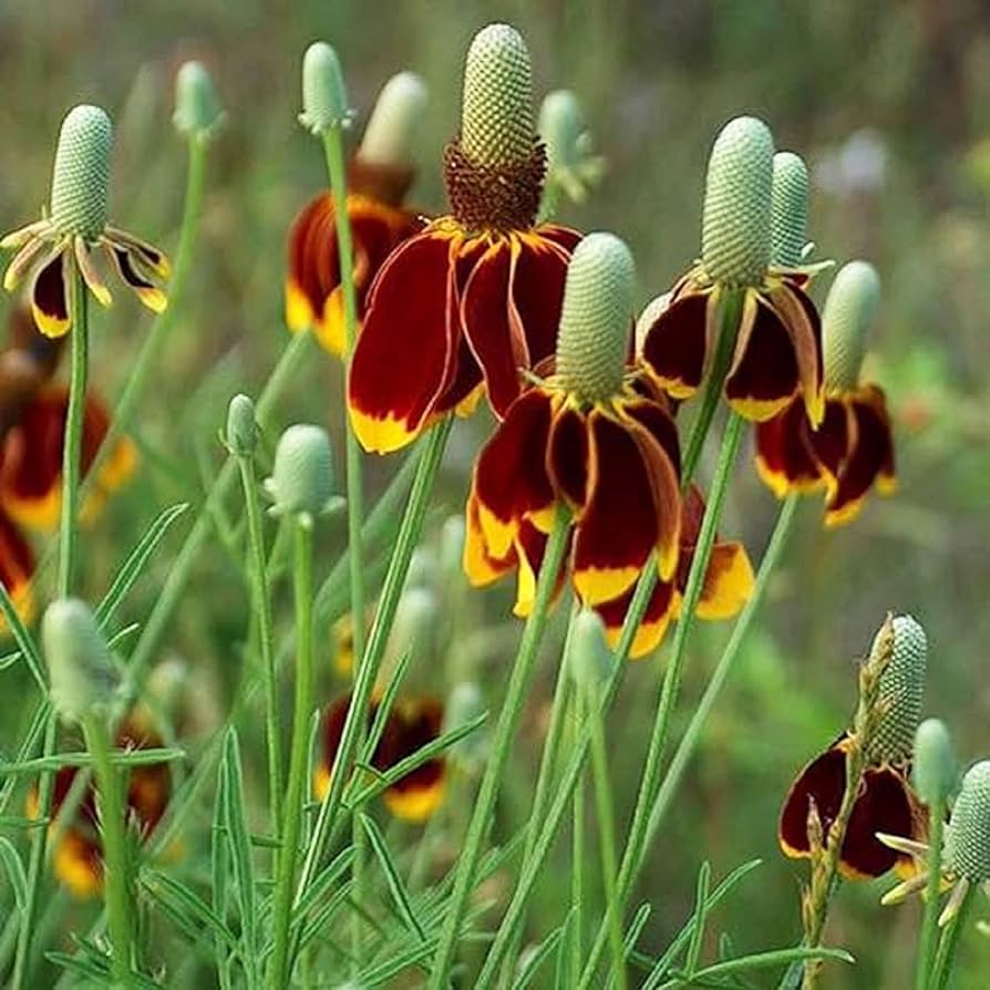 Upright Prairie Coneflower Seeds (4G) for Wildflower Pollinator Gardens