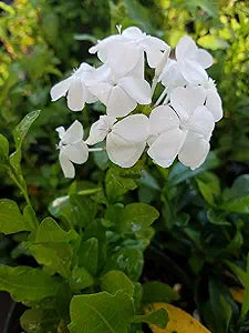 Leadwort Plumbago auriculata for planting in flower bed
