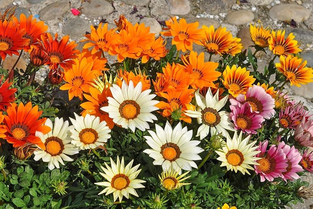 Gazania Flower Gazania rigens for planting in flower bed or vegetable patch