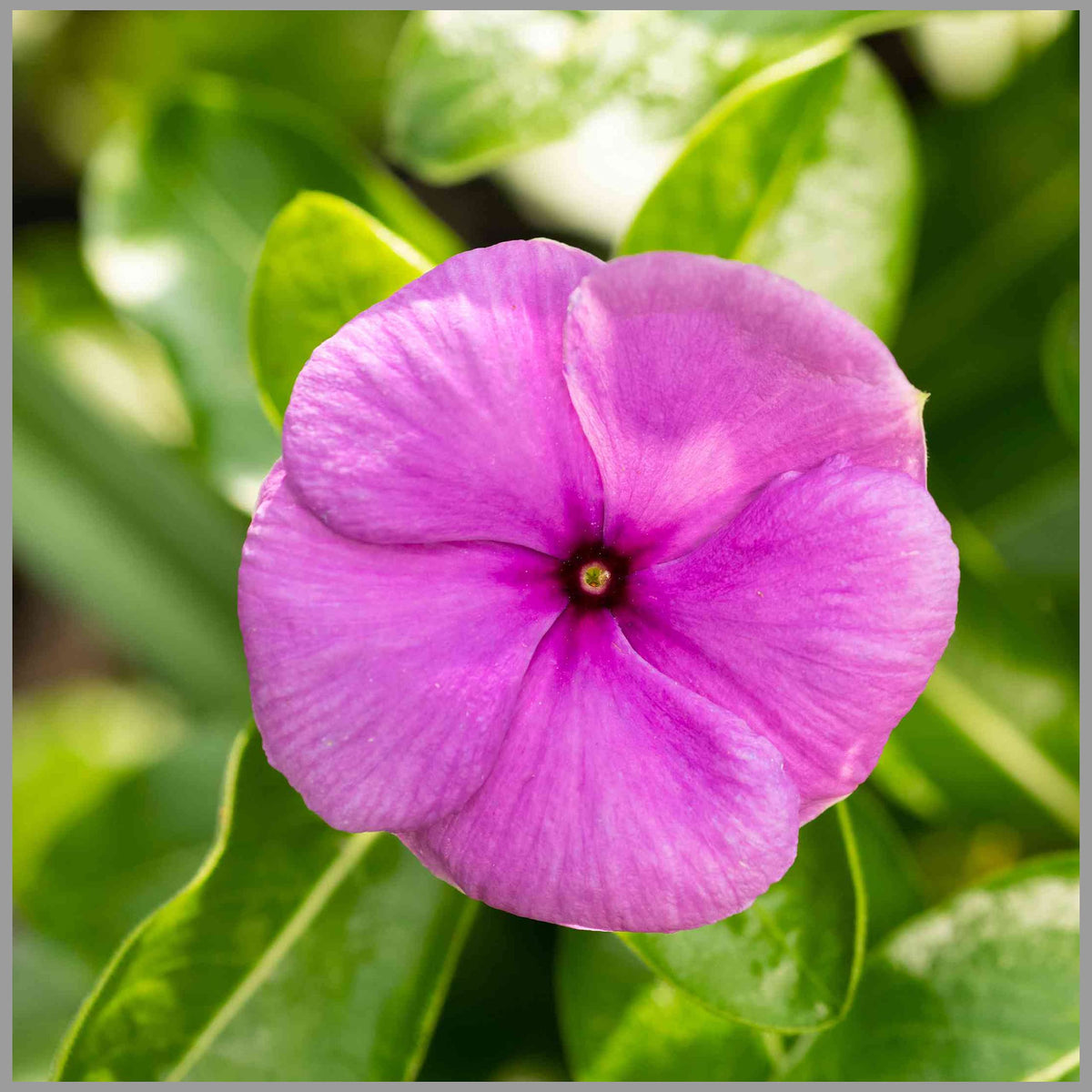 Thick Pink Periwinkle Flower seeds for Planting - Fragrant Blossoms, Heirloom & GMO Free Seeds for Home Garden
 
 Sale seeds for planting in home garden