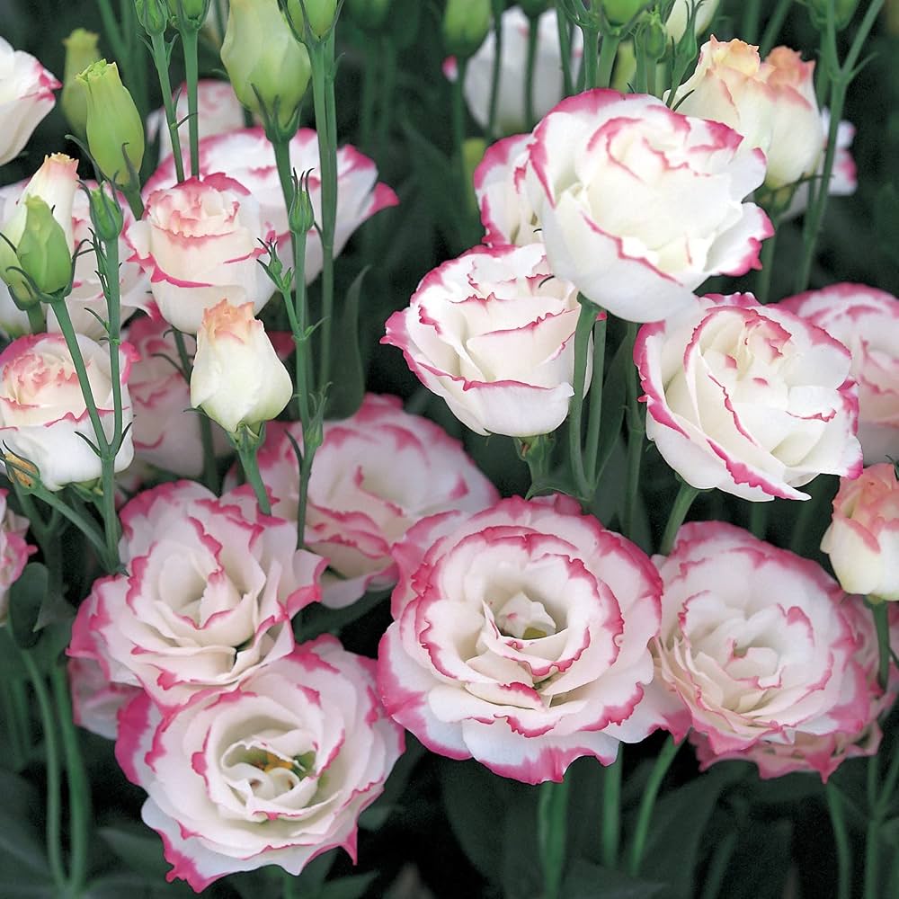 Eustoma Flower Seeds - Pink & White: Your Complete Planting Guide