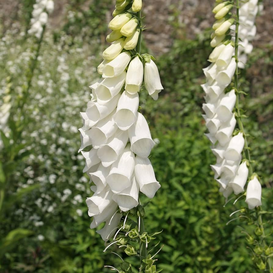Digitalis Pure White Foxglove seeds for elegant white blooms