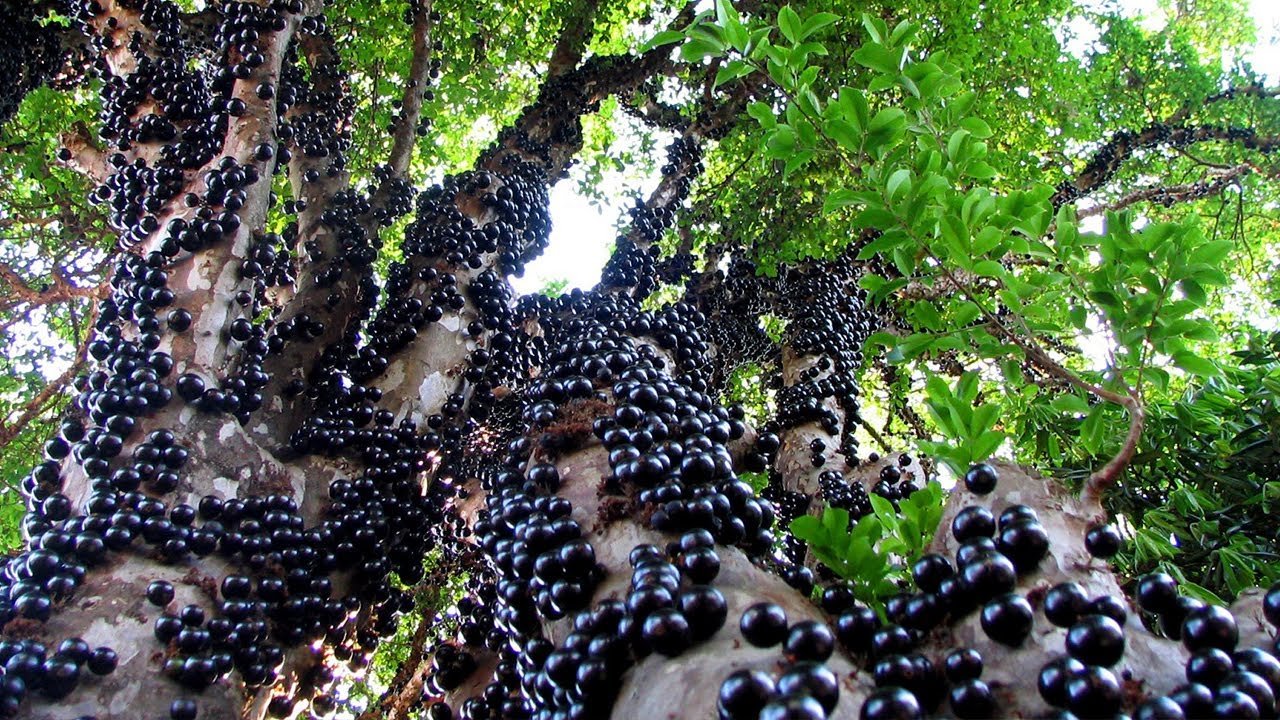 Black Jabuticaba Fruit Seeds for Planting - Grow Unique Edible Fruits