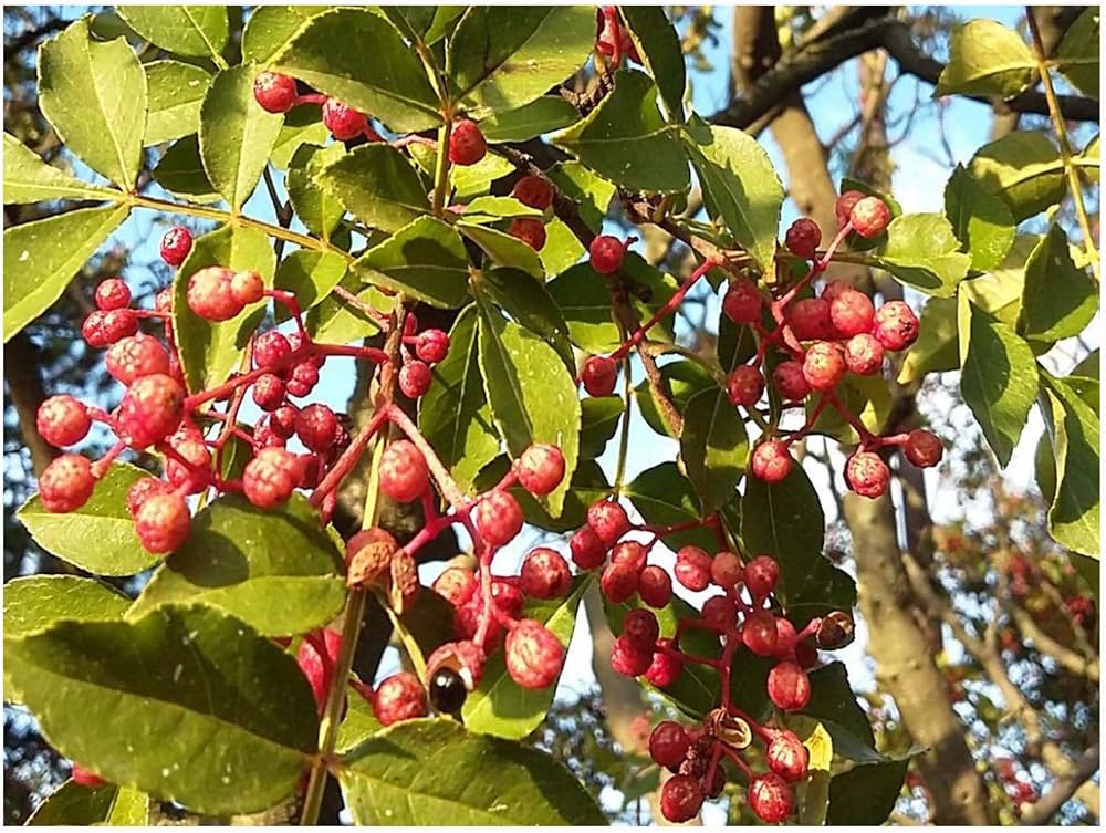 Chinese Pepper Zanthoxylum Simulans Seeds for planting in spice garden