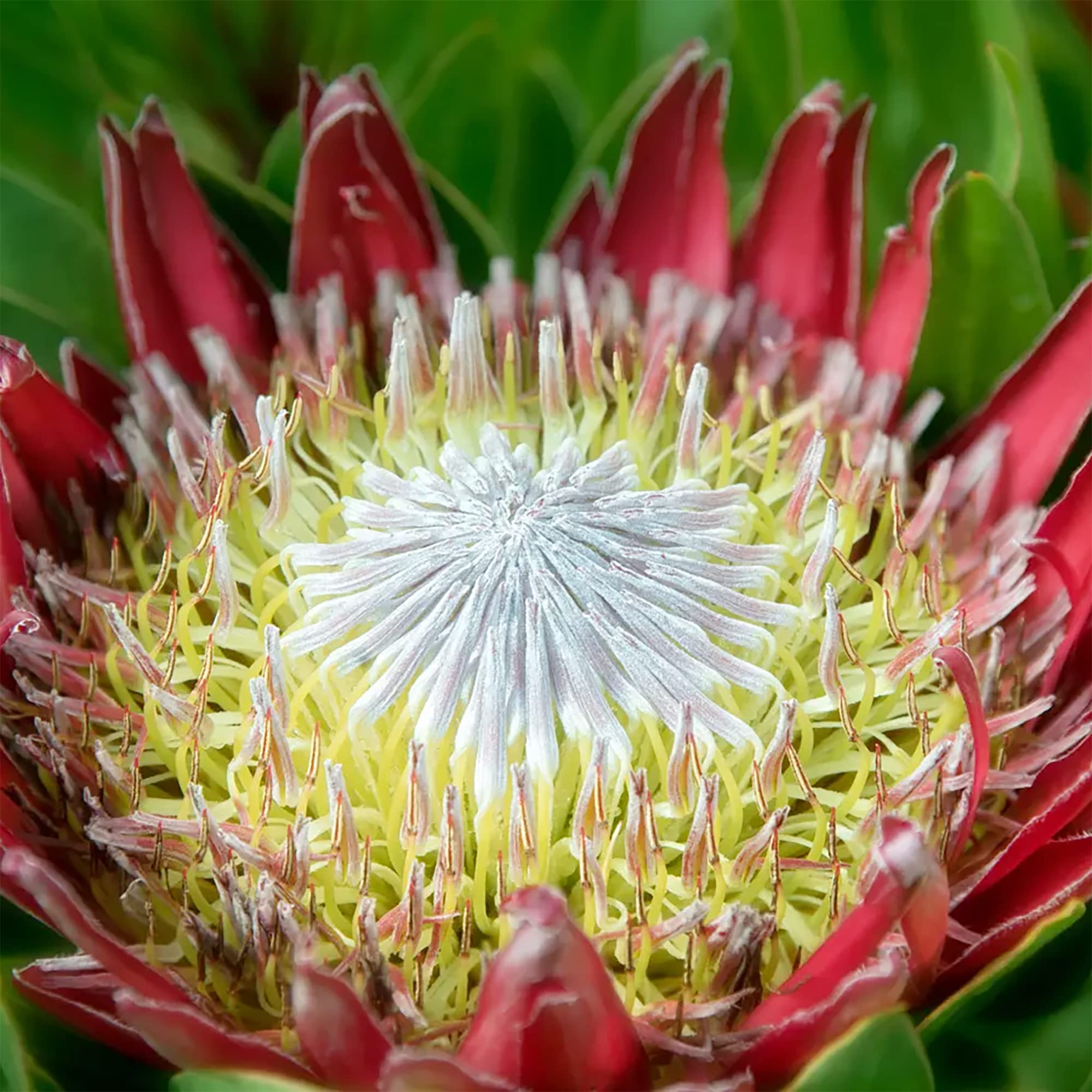 Protea Cynaroides Seeds for planting in flower bed