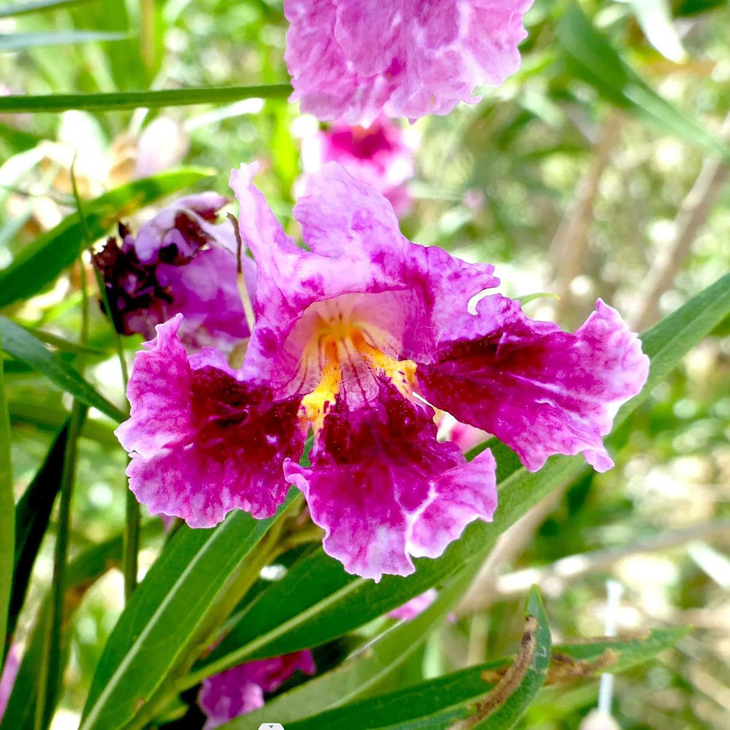 Desert Willow Deciduous Shrub Seeds Chilopsis Linearis Easy To Maintain Non-Gmo Ornamental