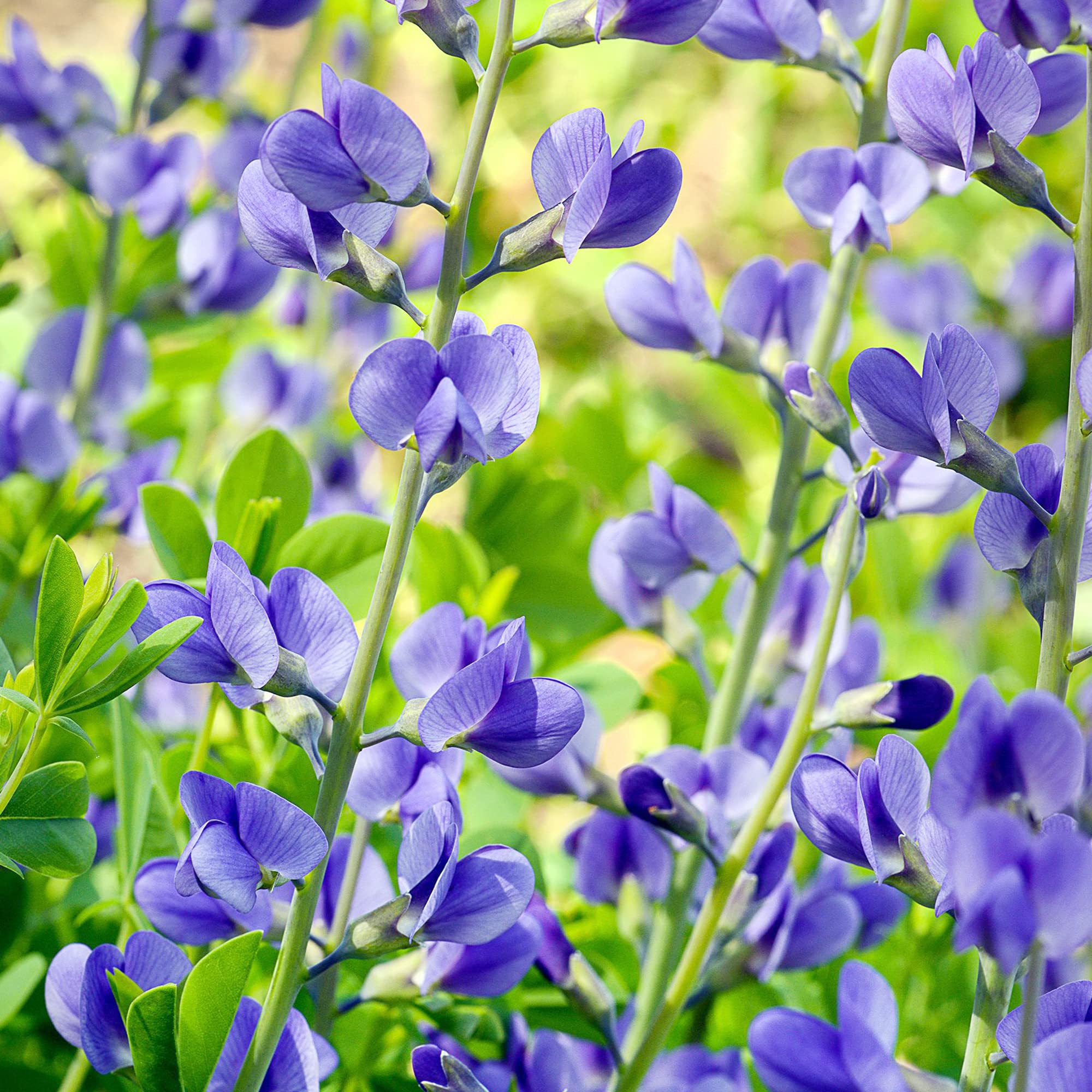 Blue Wild Indigo for planting in garden