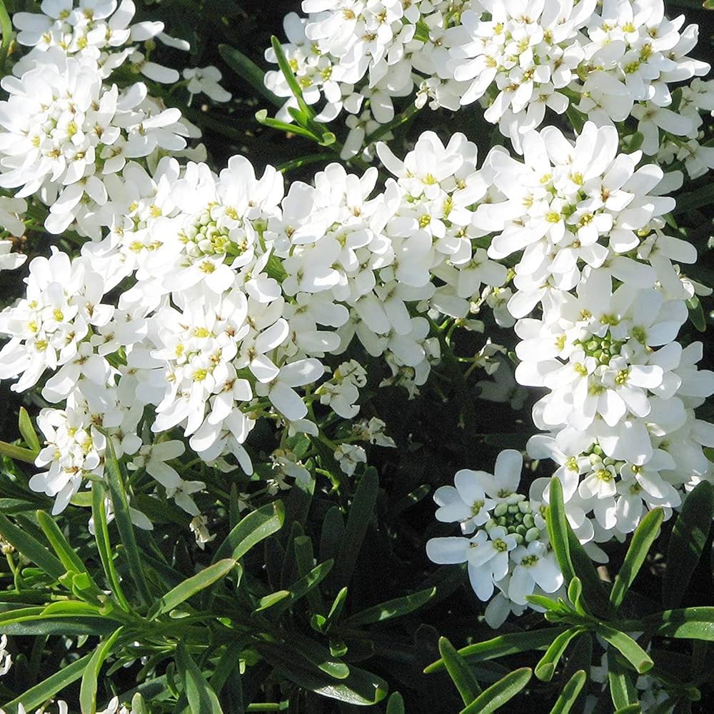 White Candytuft Snow Flower seeds for Planting Pollinator Friendly Heirloom & GMO Free Seeds for Home Garden 
 
 Sale seeds for home garden planting