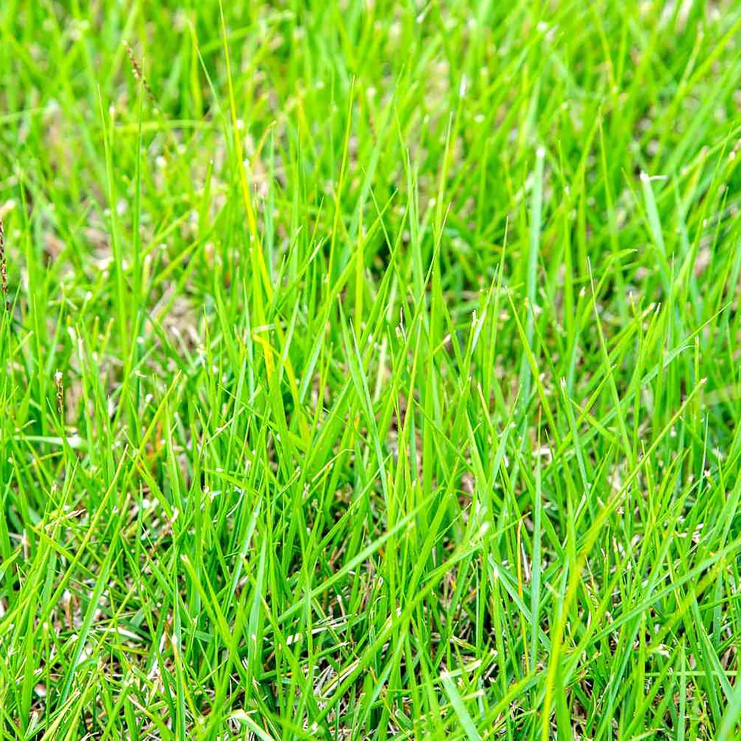 Grass Seeds - Heat Drought And Wear-Resistant Lawn Solution Best Sellers