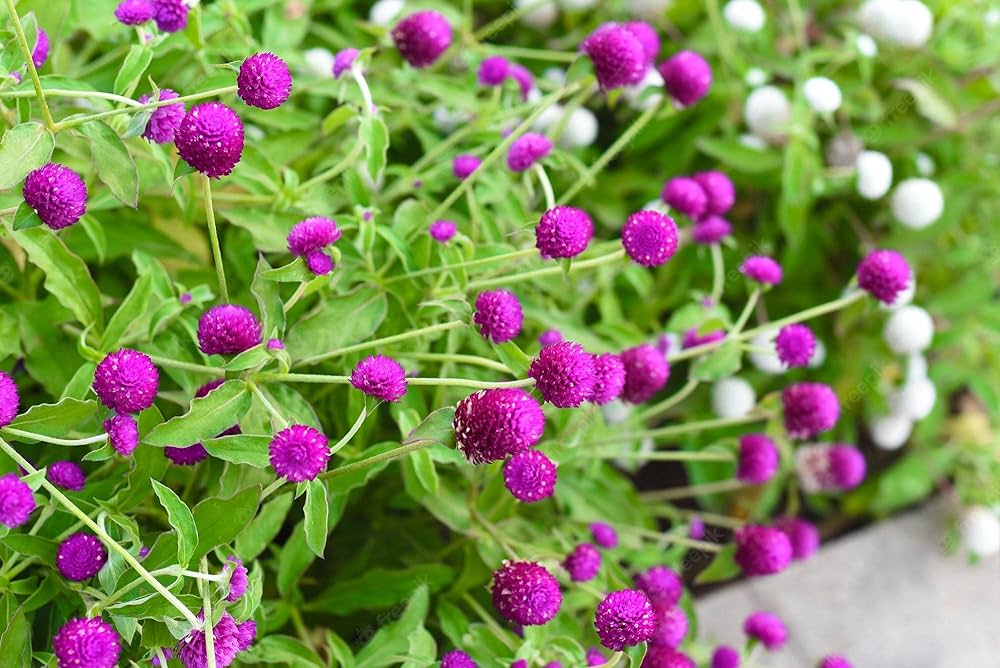 Gomphrena Higro Lila annual seeds for sunny garden borders