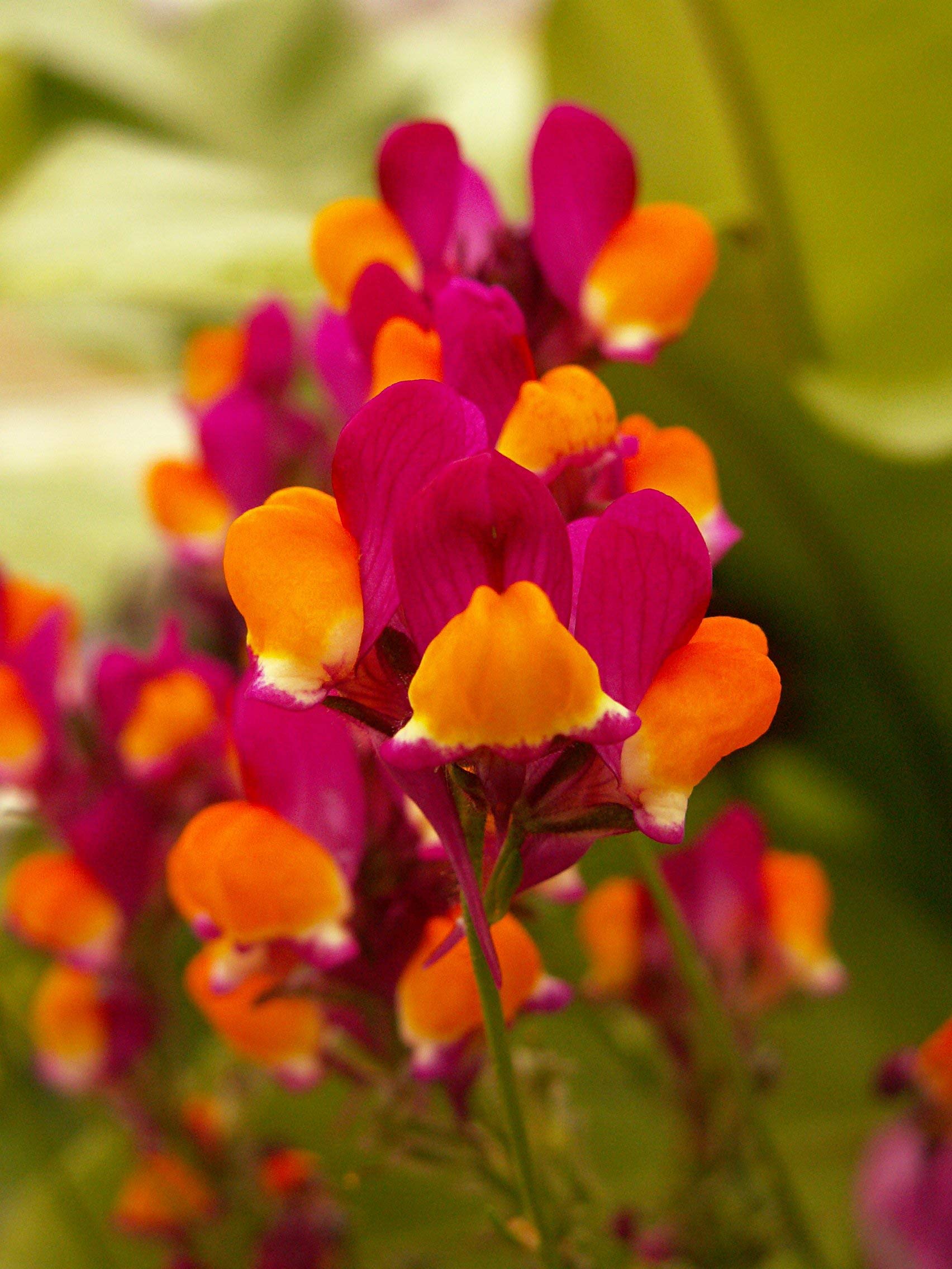 Linaria Flamenco Bi-Color Reticulata Flower Seeds
