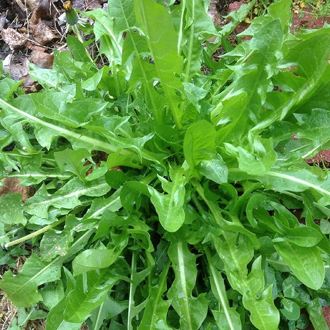 Premium Italian Dandelion Seeds For Planting | Bitter Greens Your Garden Plant Seeds