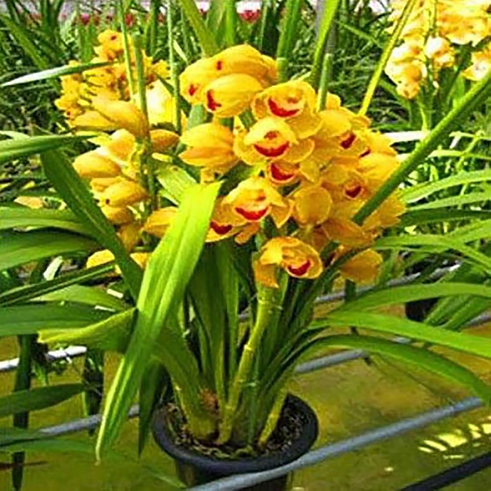 Cymbidium Orchid Cymbidium Seeds for planting in home garden