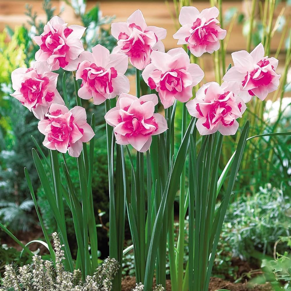 Daffodil Seeds Peach | Easy-To-Grow Perennial Flowers Flower