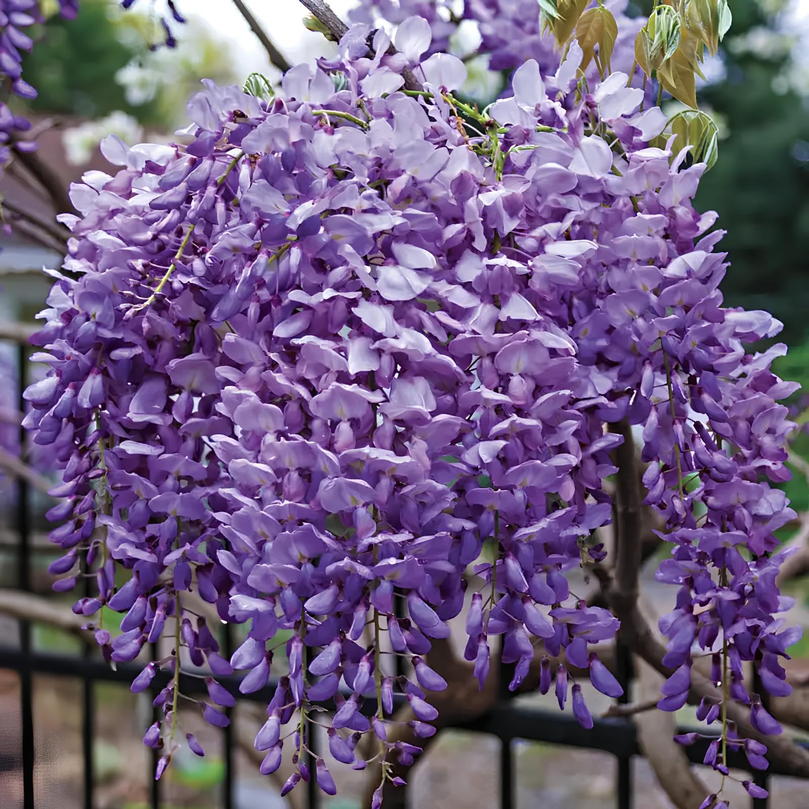 Wisteria Glyzinienblumensamen flower seeds
