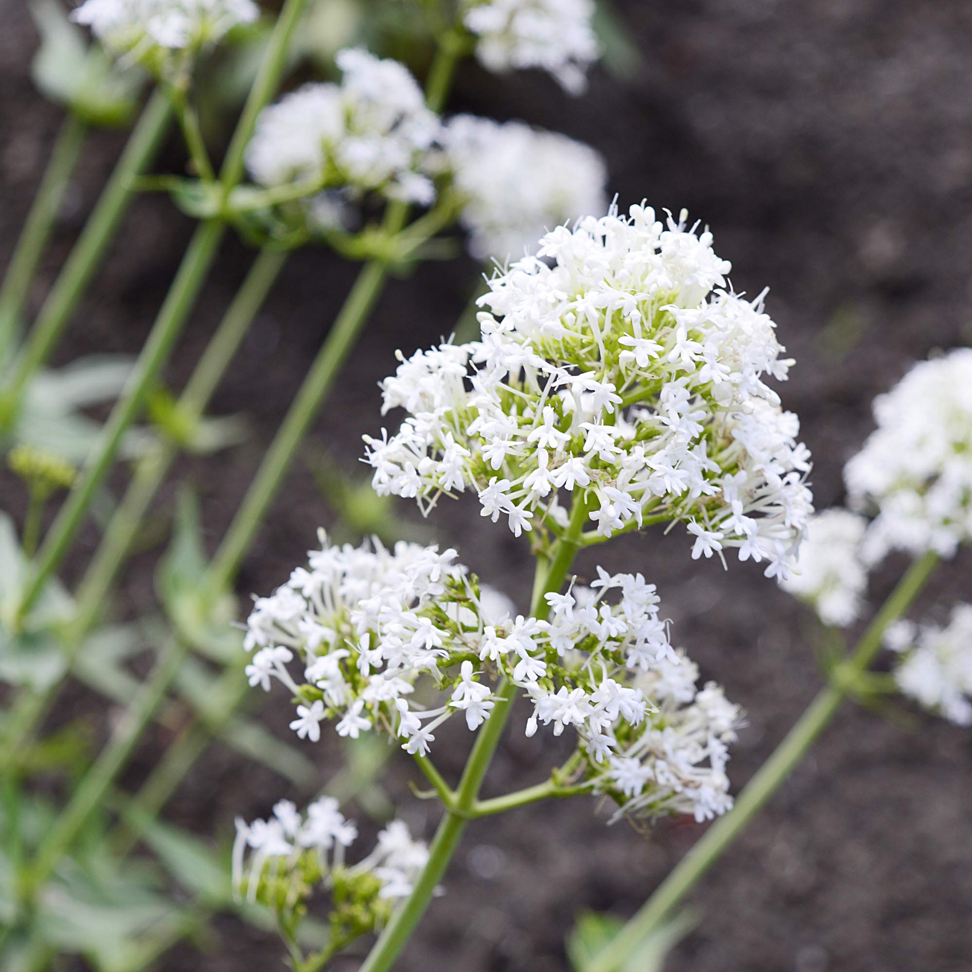 White Centranthus Jupiter’s Beard Perennial Flower Seeds
