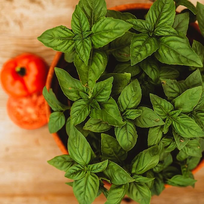 Greek Basil seeds for aromatic herb gardening