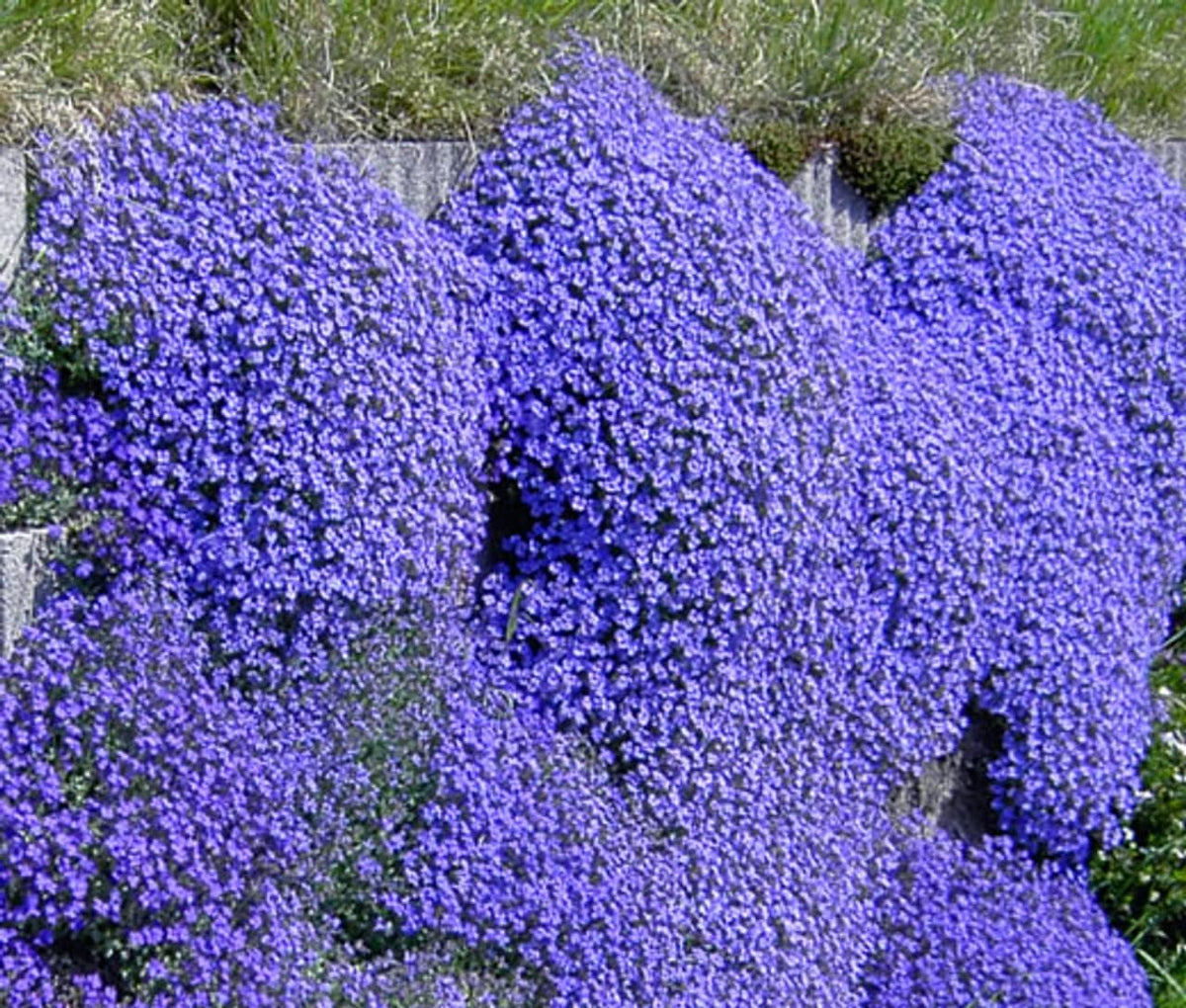 Blue Aubrieta Flower seeds for Planting - Wildflower Mix, Heirloom & GMO Free Seeds for Home Garden
 
 Sale seeds for planting in home garden