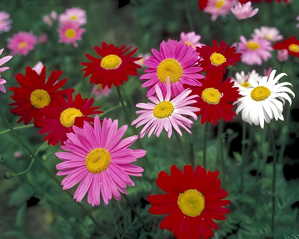 Pyrethrum Chrysanthemum cinerariifolium for planting in organic garden