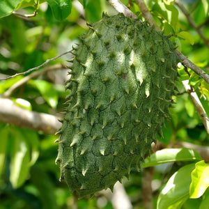 10 Graines Fraîches De Annona Muricata (Corossol, Graviola, Guanabana) - Plante Tropicale Fruitière - Pour Jardin Ou Pot