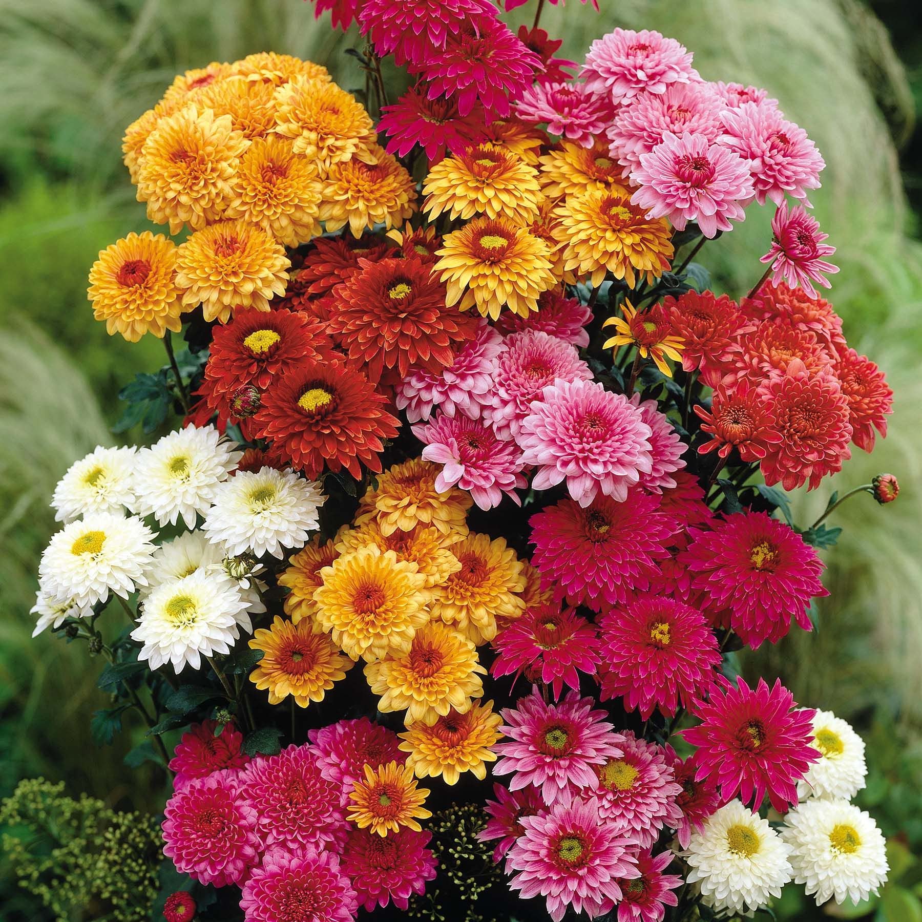 Chrysanthemum Chrysanthemum morifolium for planting in flower bed