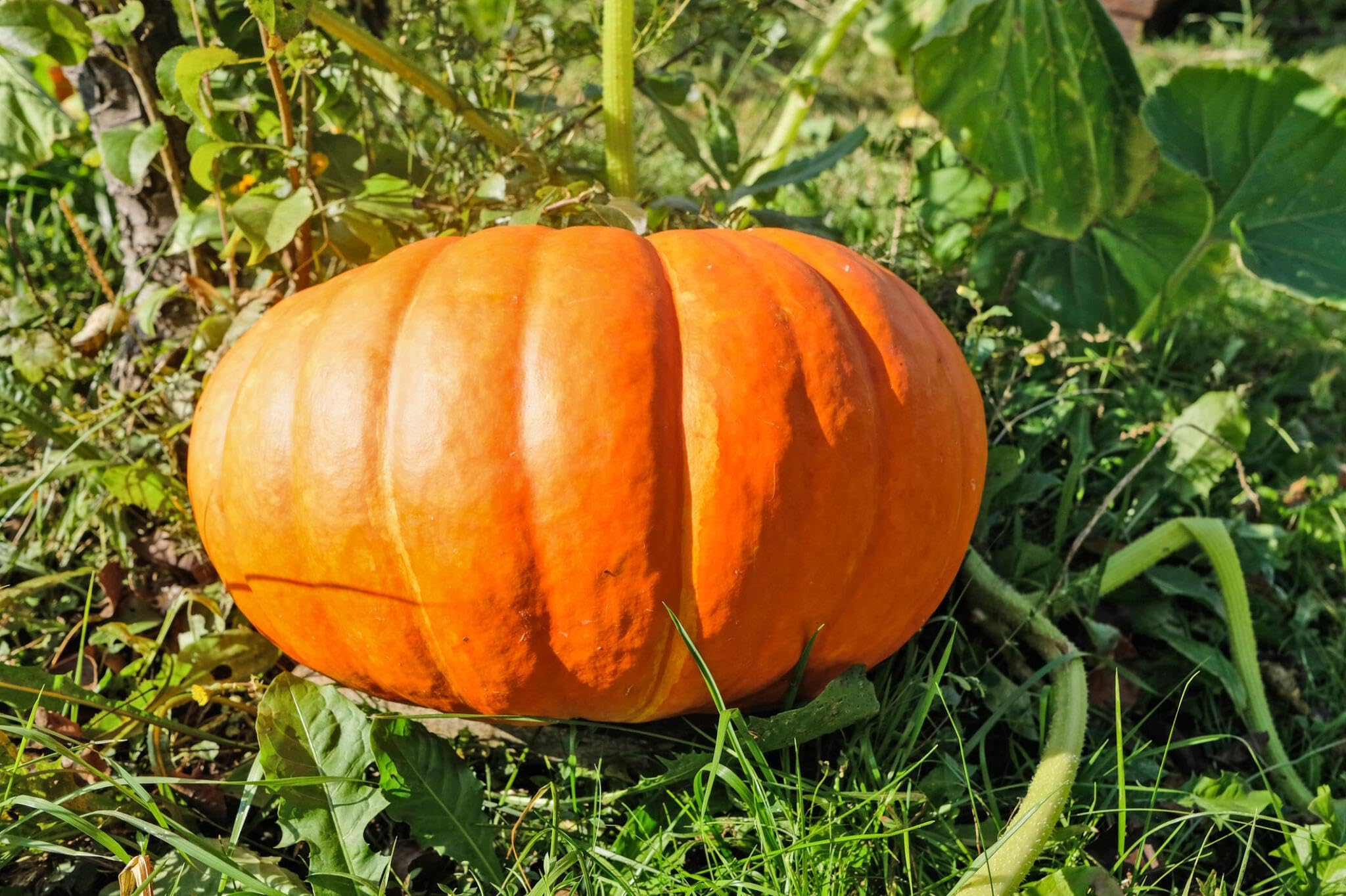 Sugar Pie Pumpkin Cucurbita pepo for planting in vegetable garden