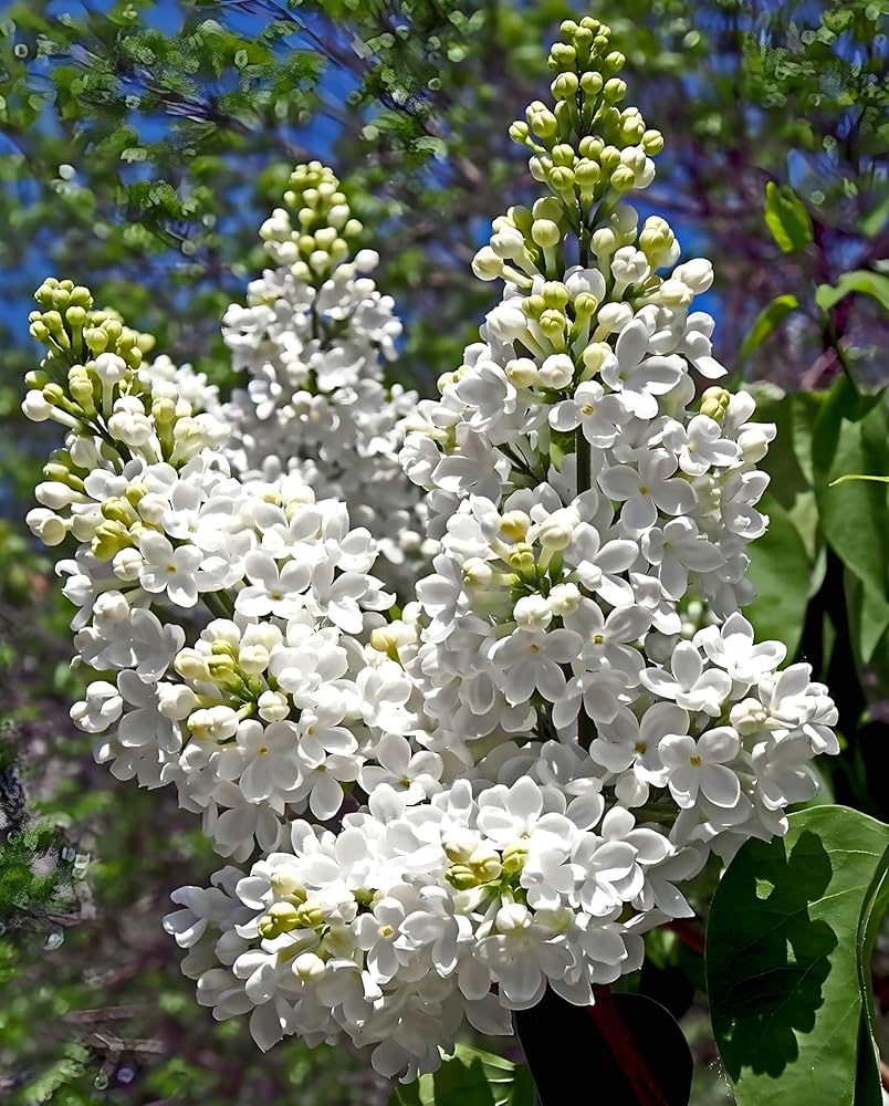 Japanese Lilac Seeds – Fragrant Garden Tree