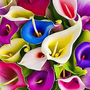 Lily Lilium spp. for planting in flower bed