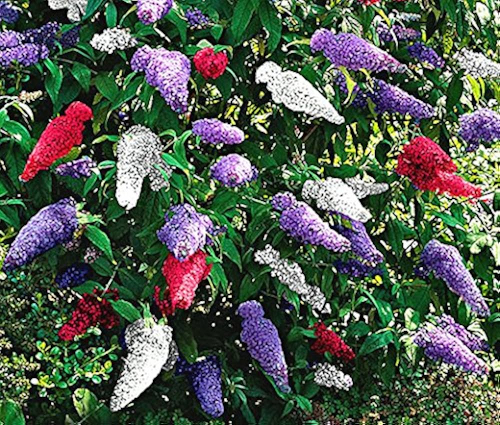 Mix Buddleia Davidii Seeds For Planting - Butterfly Bush Variety Plant Seeds