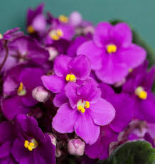 African Violet Seeds: Key Planting Essentials