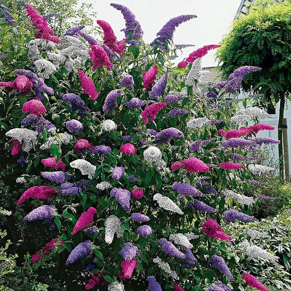 Mix Buddleia Davidii Seeds For Planting - Butterfly Bush Variety Plant Seeds